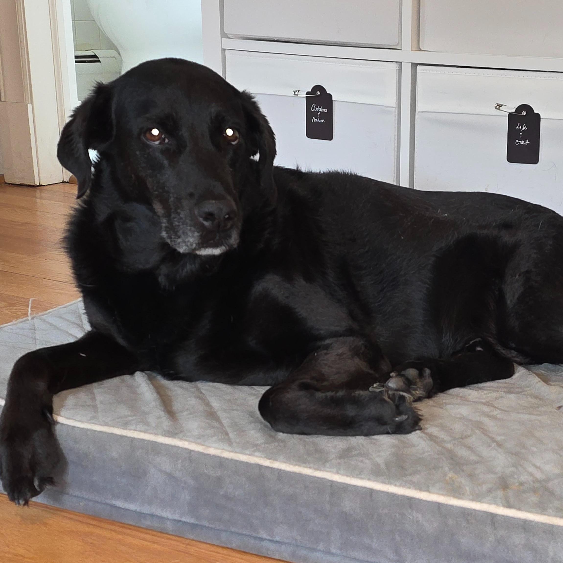 Enlarge Shadow, a ADOPTABLE mixed breed in Midlothian, VA image 1/5