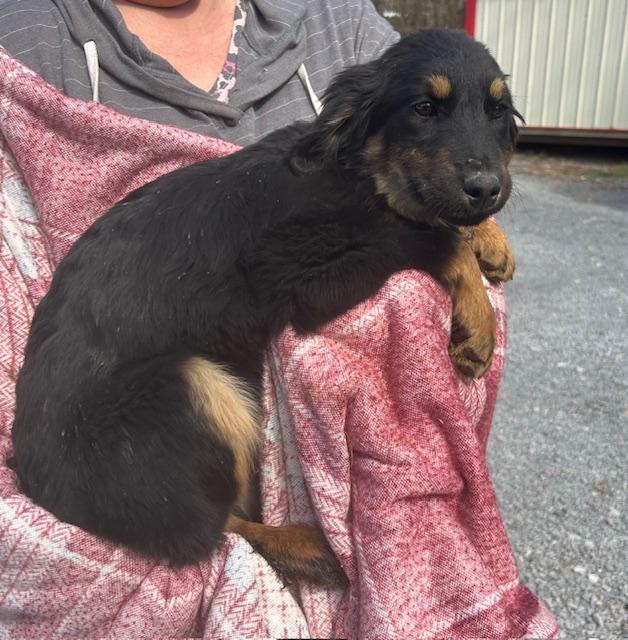 Magpie Oiseau — thumbnail 2