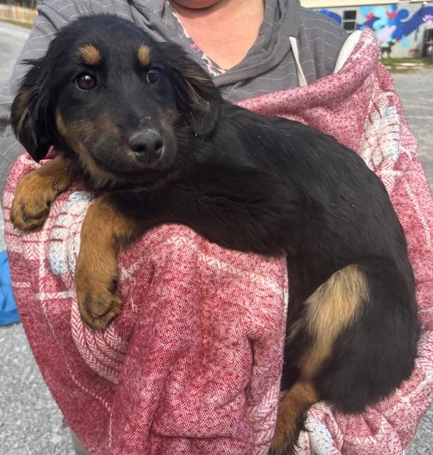 Magpie Oiseau — thumbnail 3