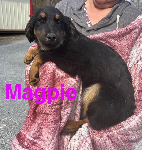 Magpie Oiseau — thumbnail 4