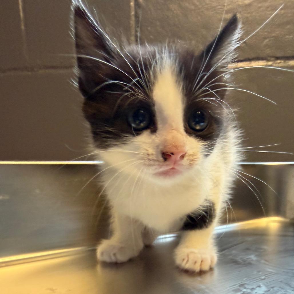 Buttercup, Adoptable, Kitten Female Domestic Short Hair.