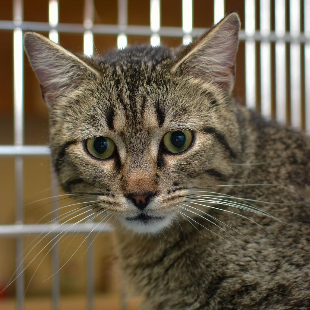Enlarge Simon, a Adoptable Domestic Short Hair in Ottawa, KS image 1/1