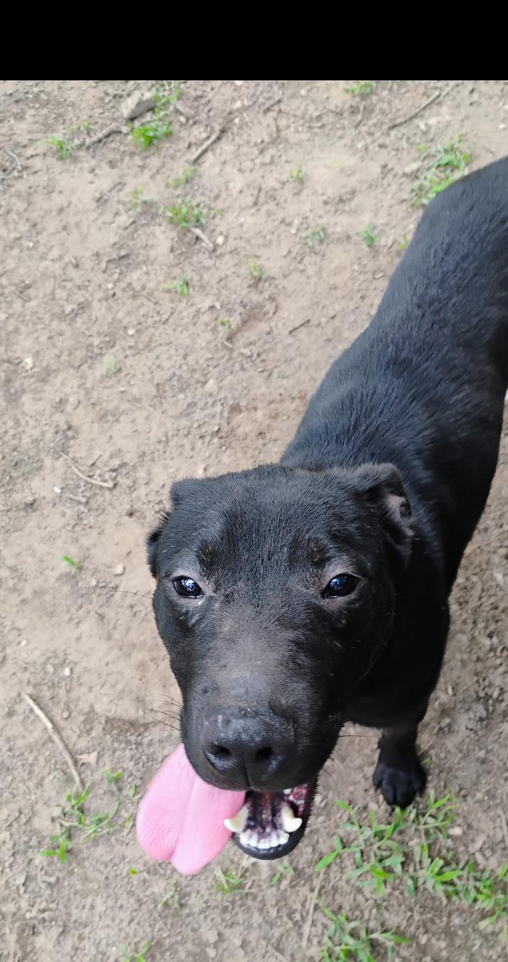 Enlarge GOOSE, a ADOPTABLE mixed breed in Saint Jo, TX image 2/2