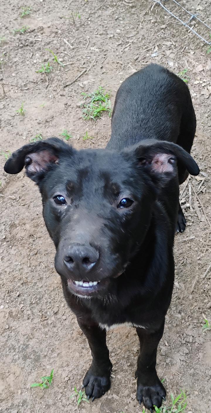 GOOSE, ADOPTABLE, Young Male Pit Bull Terrier.