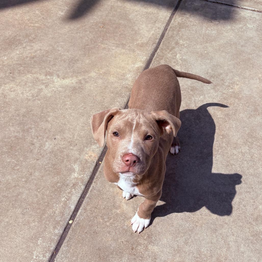 Scone , adopted, Puppy Male Pit Bull Terrier.