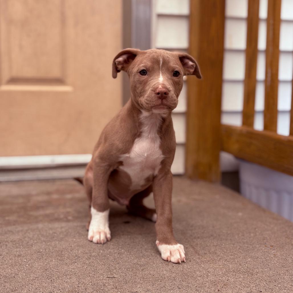 Scone , an adopted Pit Bull Terrier in Fenton, MI image 3/3