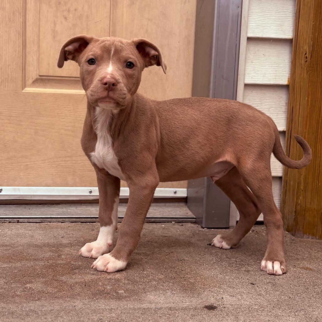 Scone , an adopted Pit Bull Terrier in Fenton, MI image 2/3