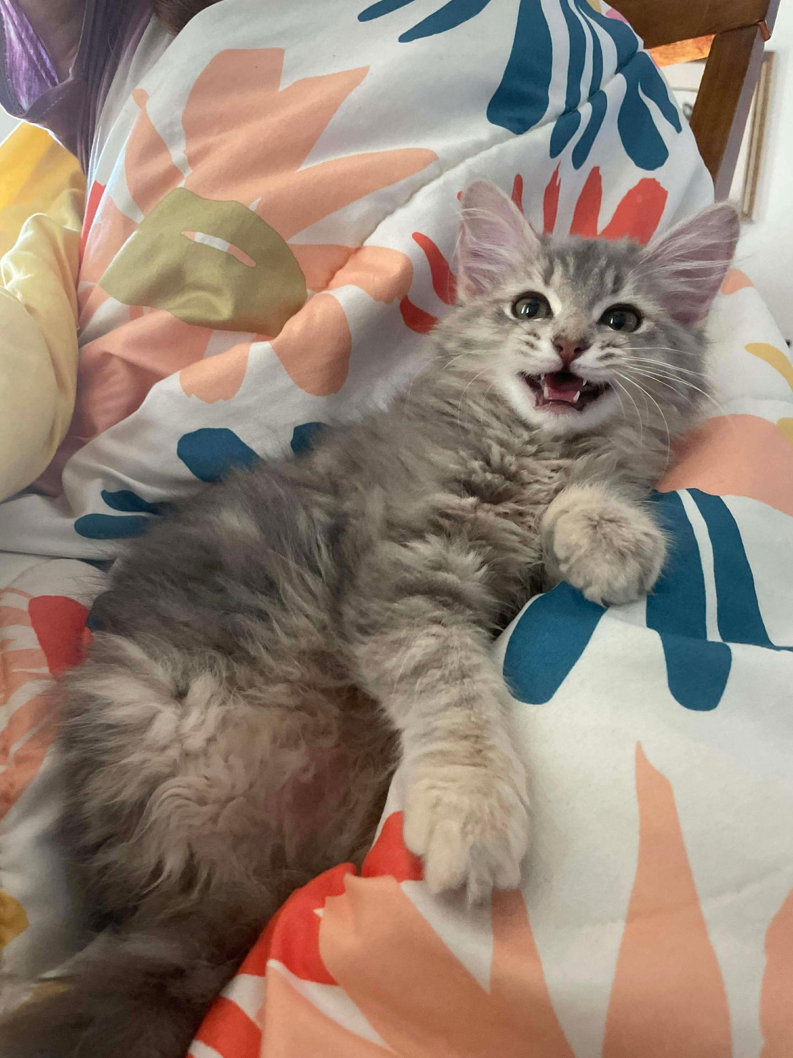 Baby Hog ( AP), Adoptable, Kitten Female Turkish Angora & Domestic Long Hair.