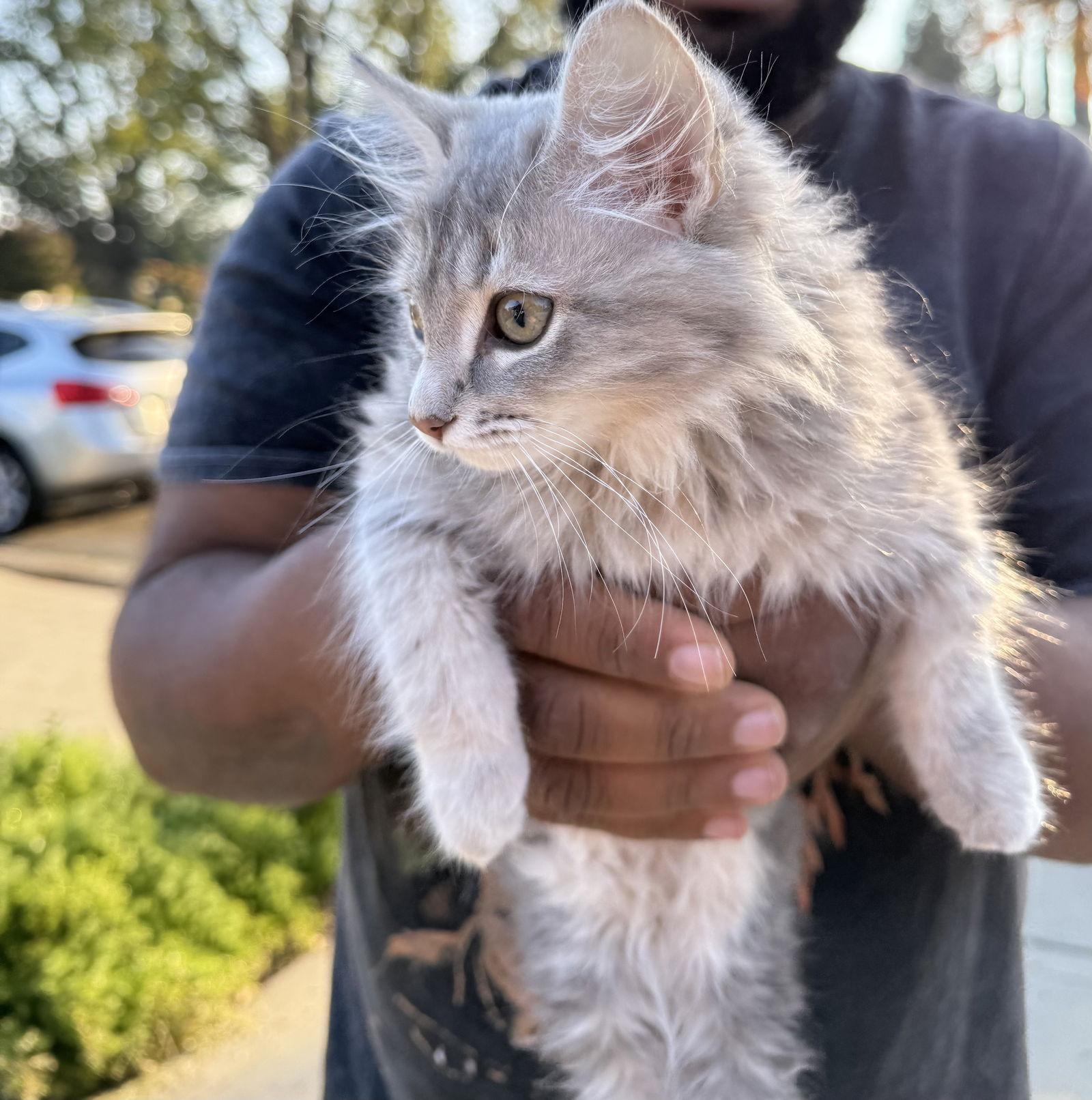 Enlarge Baby Hog ( AP), a Adoptable mixed breed in Vacaville, CA image 3/3