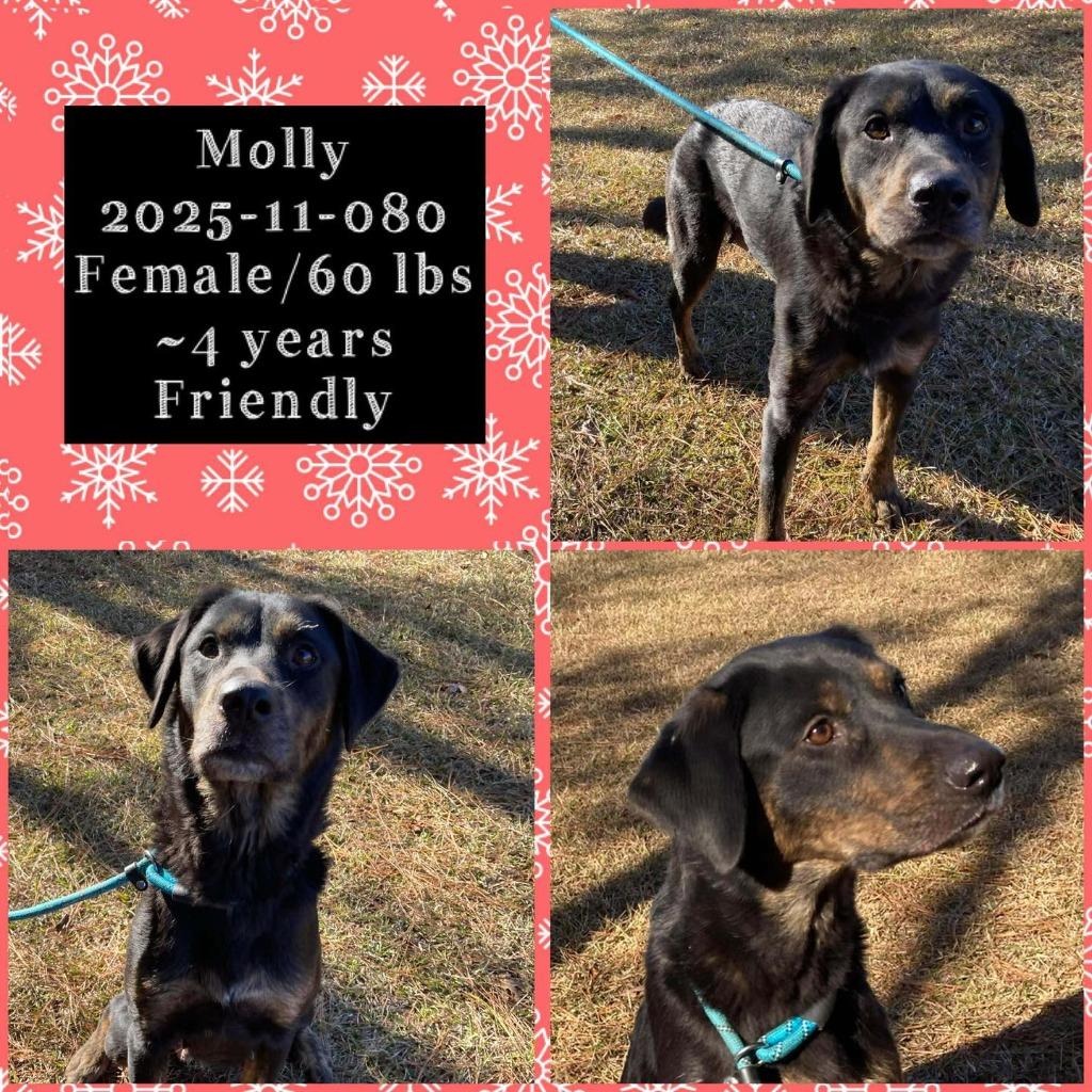 2025-11-080 *Molly*, Adopted, Adult Female Rottweiler.