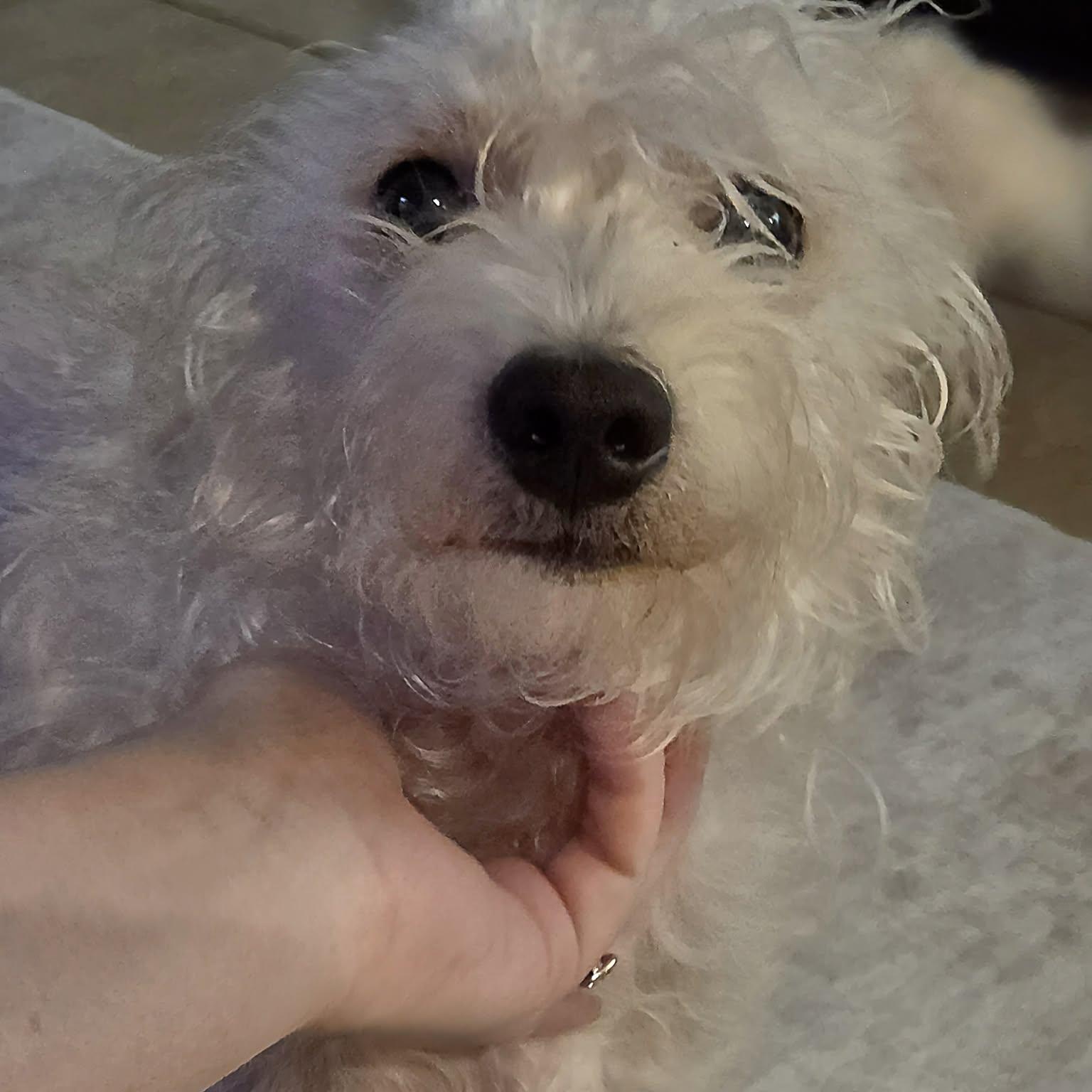 Enlarge DUNCAN , a Adoptable mixed breed in Ridgefield, NJ image 2/2