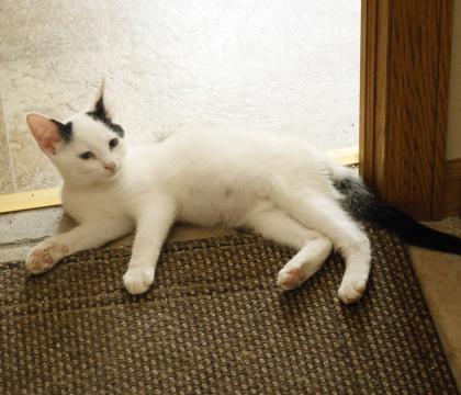 Archie, Adoptable, Kitten Male Domestic Medium Hair & Domestic Short Hair.