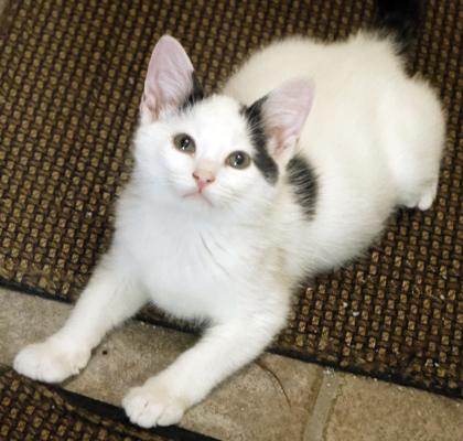 Archie, Adoptable, Kitten Male Domestic Medium Hair & Domestic Short Hair.