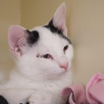 Archie, a Adoptable mixed breed in Verona, WI image 2/3