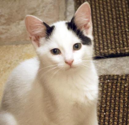 Archie, a Adoptable mixed breed in Verona, WI image 3/3