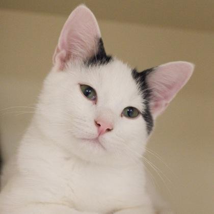 Enlarge Archie, a Adoptable mixed breed in Verona, WI image 2/3