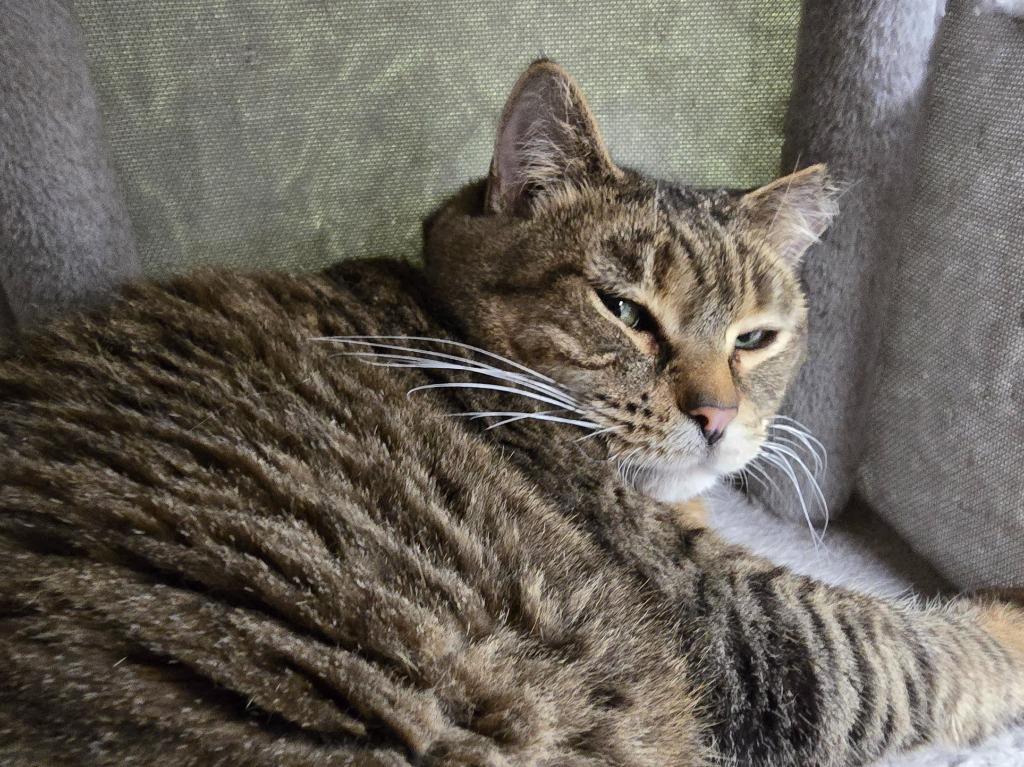 Enlarge Clara, a Adoptable mixed breed in Auburn, IN image 1/3