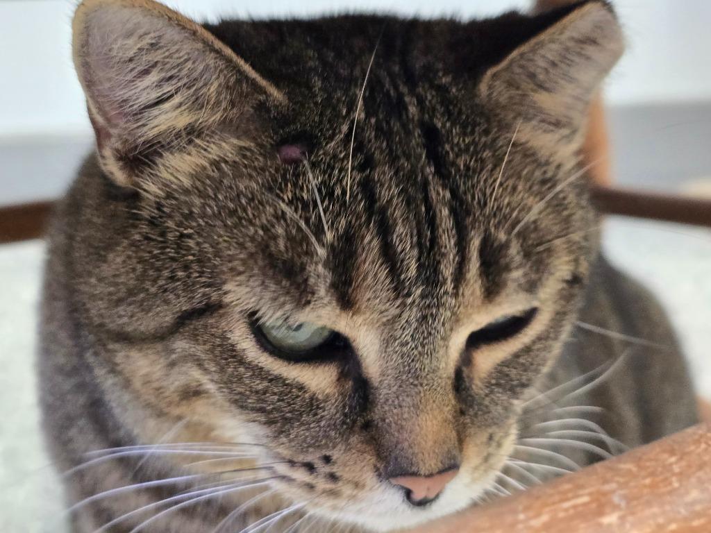 Enlarge Clara, a Adoptable mixed breed in Auburn, IN image 2/5