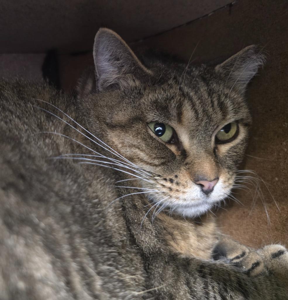 Enlarge Clara, a Adoptable mixed breed in Auburn, IN image 2/3