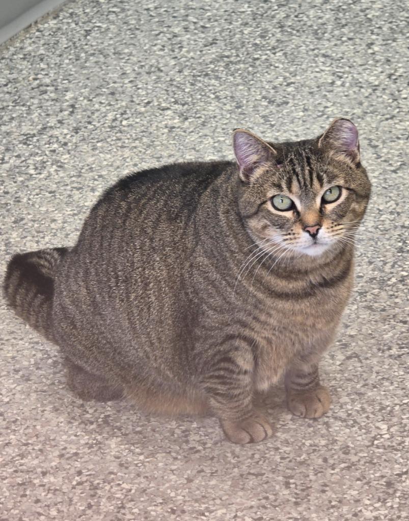 Enlarge Clara, a Adoptable mixed breed in Auburn, IN image 5/5