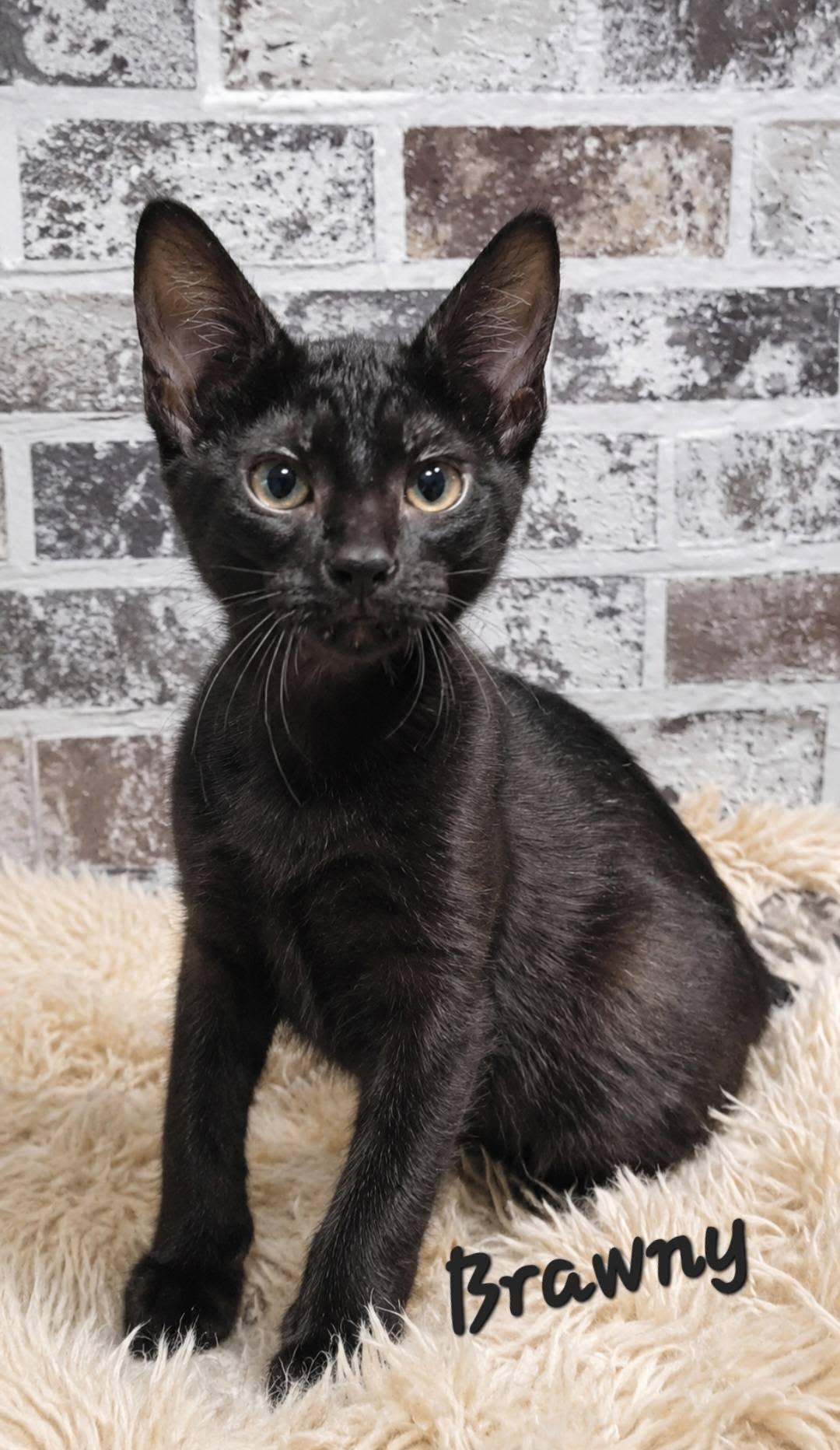 Brawny, a ADOPTABLE Domestic Short Hair in Queen Creek, AZ image 2/5