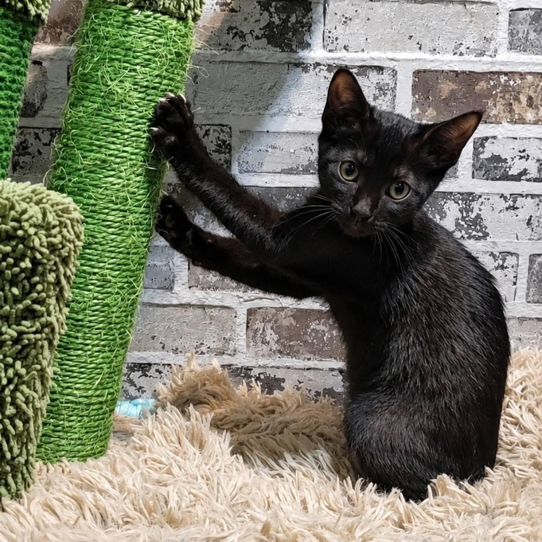 Brawny, a ADOPTABLE Domestic Short Hair in Queen Creek, AZ image 1/5