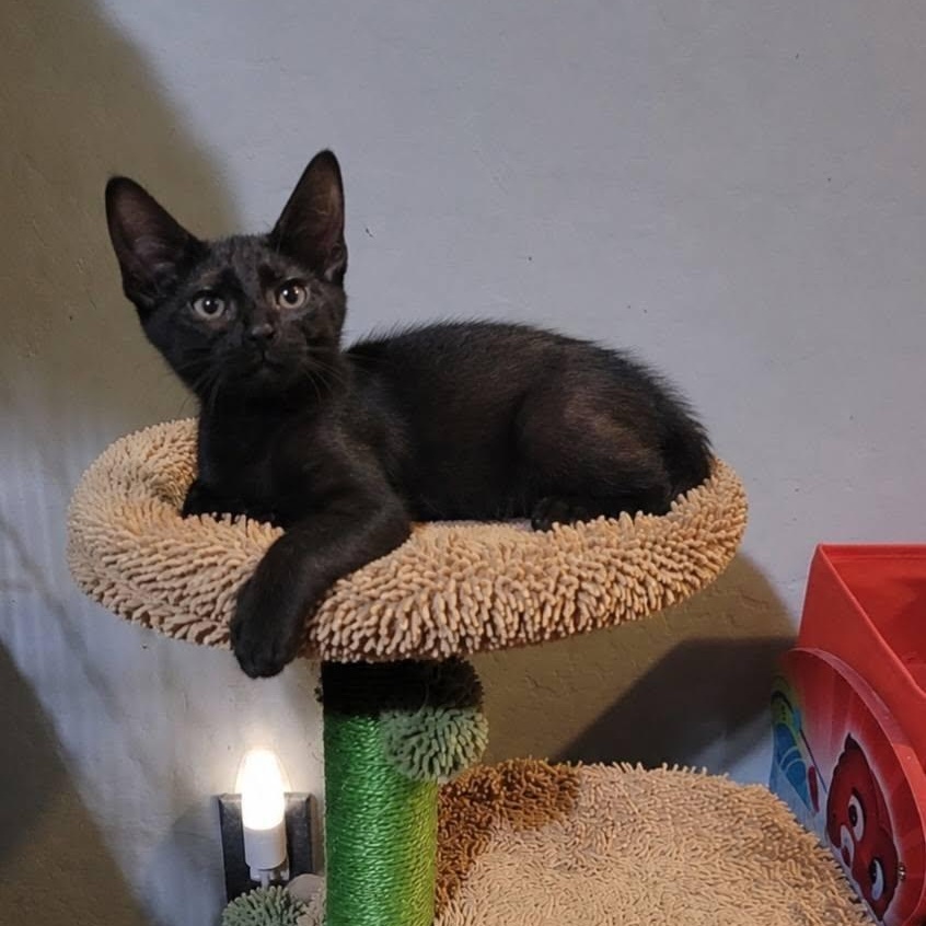 Brawny, a ADOPTABLE Domestic Short Hair in Queen Creek, AZ image 5/5