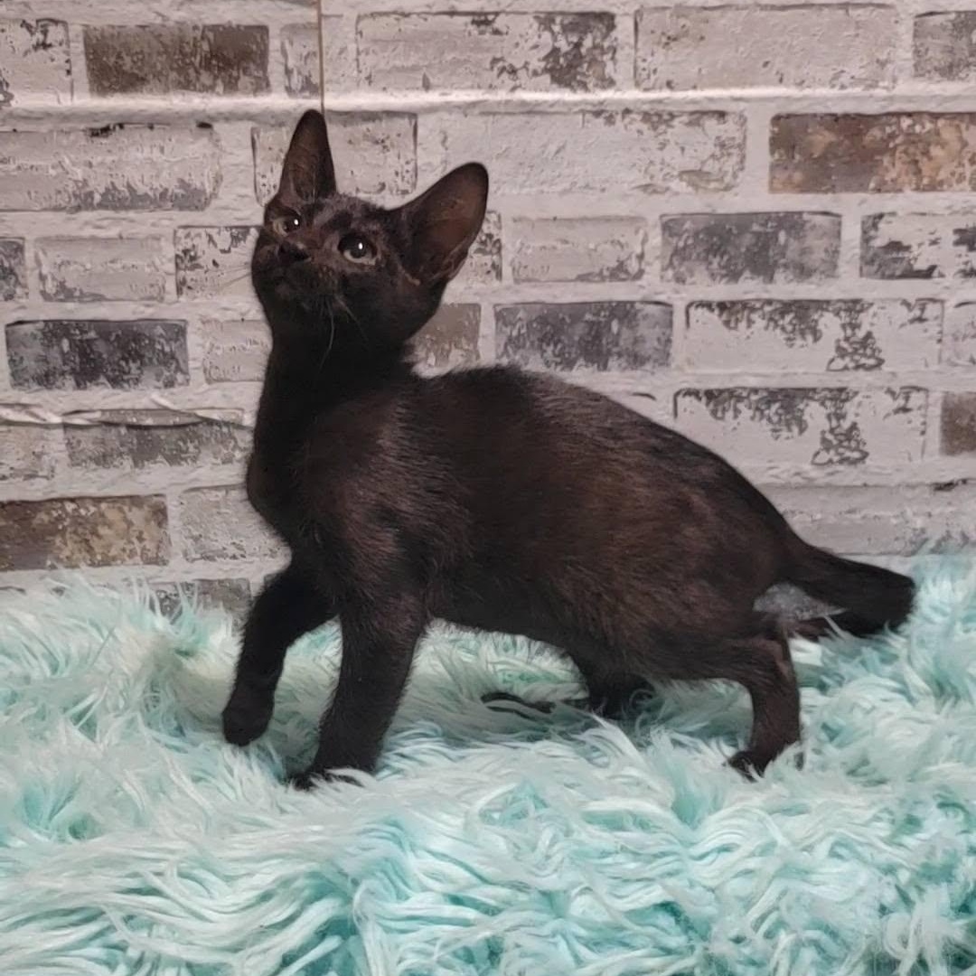 Brawny, a ADOPTABLE Domestic Short Hair in Queen Creek, AZ image 4/5