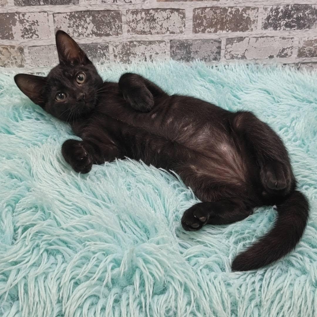 Brawny, a ADOPTABLE Domestic Short Hair in Queen Creek, AZ image 3/5