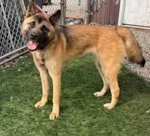 Julia, an adoptable Norwegian Elkhound & German Shepherd Dog Mix in White Oak, PA_image-1