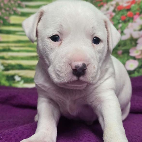 Jefferson, Adoptable, Puppy Male Australian Shepherd & Chihuahua.