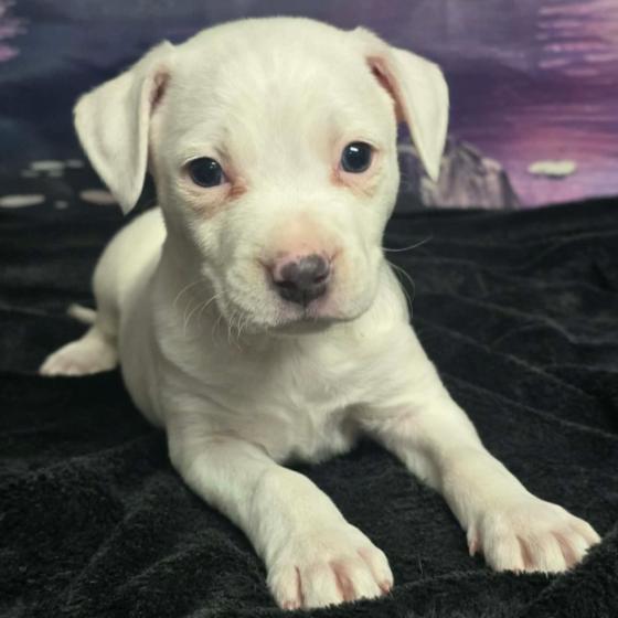 Enlarge Jefferson, a Adoptable mixed breed in Fort Collins, CO image 2/6