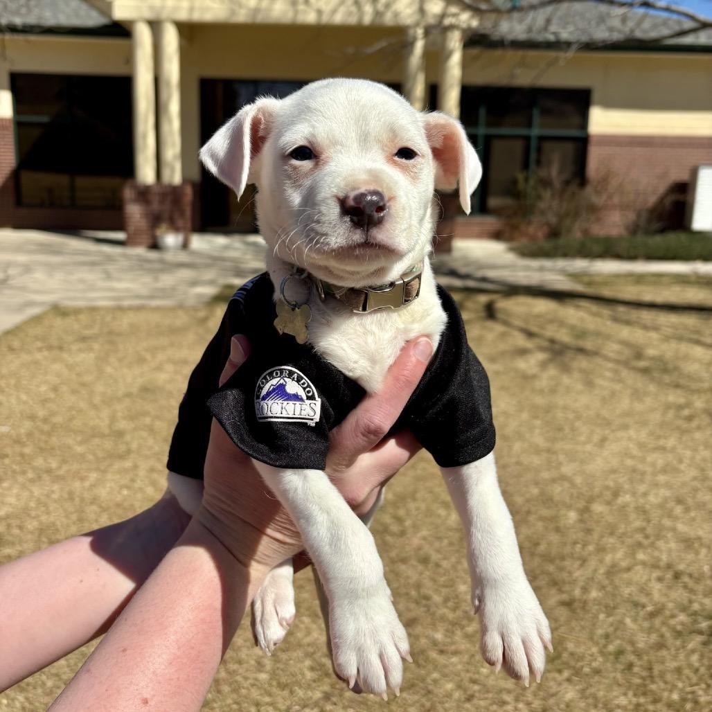 Enlarge Jefferson, a Adoptable mixed breed in Fort Collins, CO image 3/6