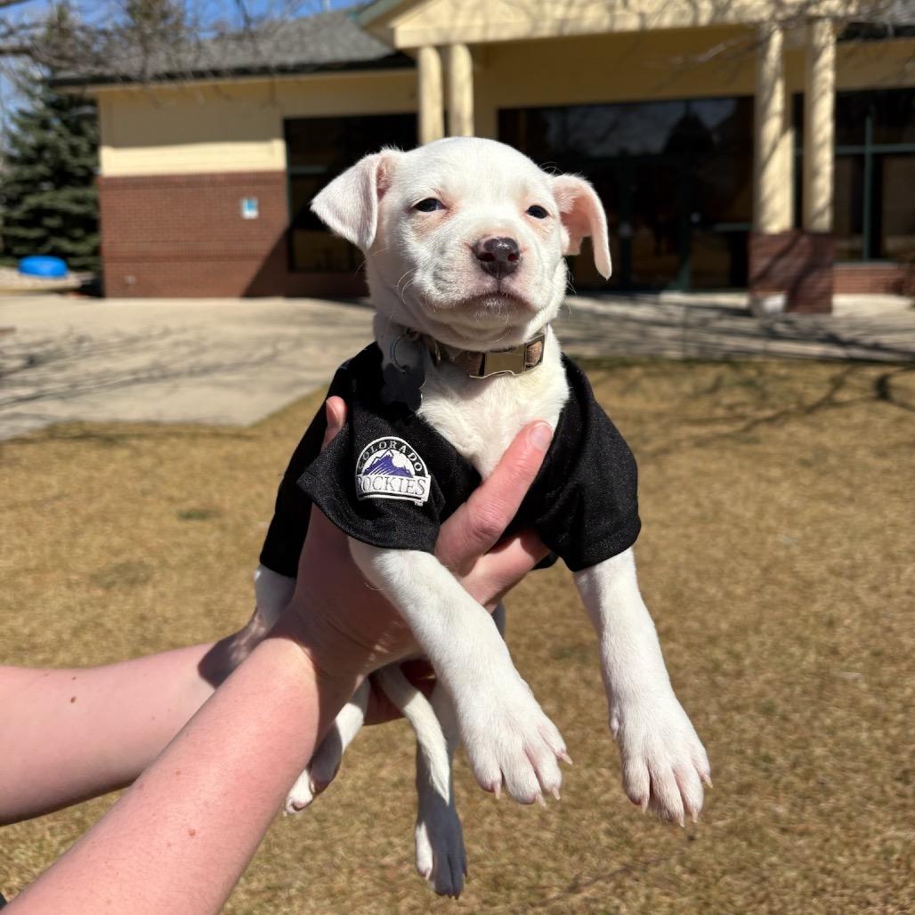 Enlarge Jefferson, a Adoptable mixed breed in Fort Collins, CO image 4/6