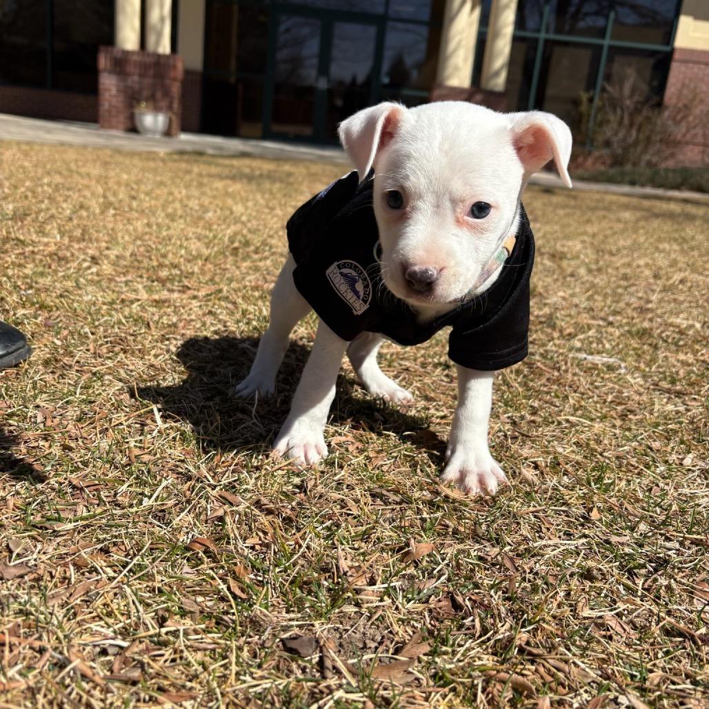 Enlarge Jefferson, a Adoptable mixed breed in Fort Collins, CO image 5/6