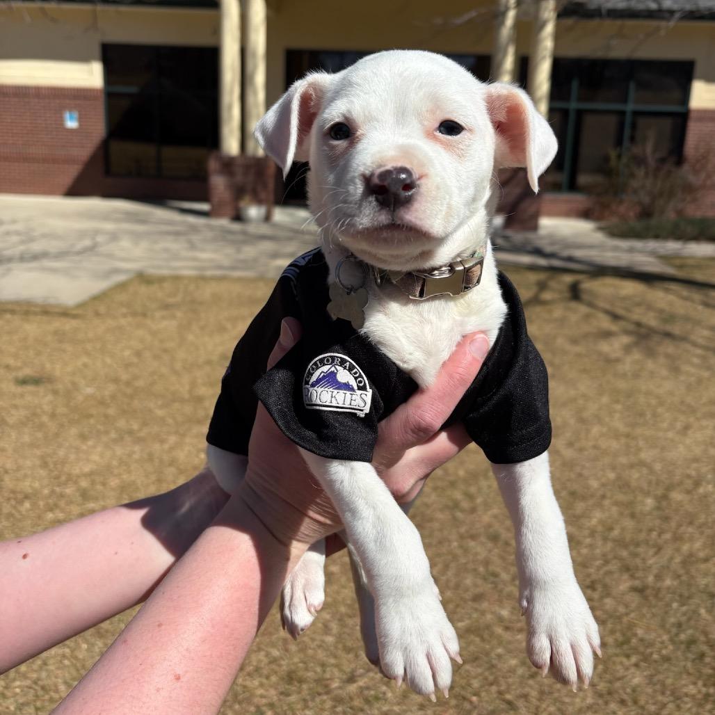 Enlarge Jefferson, a Adoptable mixed breed in Fort Collins, CO image 6/6