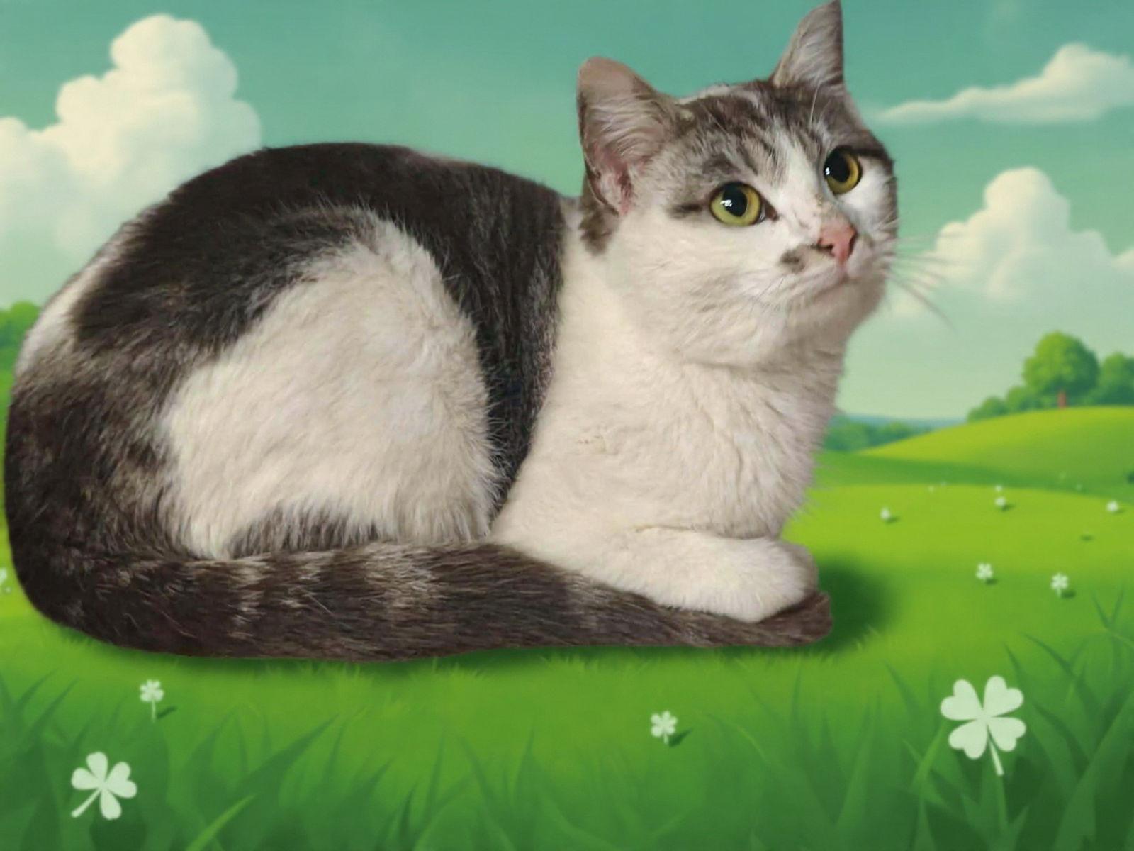 Grace 26/102, Adopted, Young Female Domestic Short Hair.