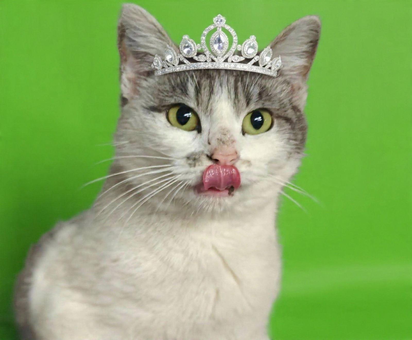 Enlarge Grace 26/102, a Adopted Domestic Short Hair in Talladega, AL image 2/3