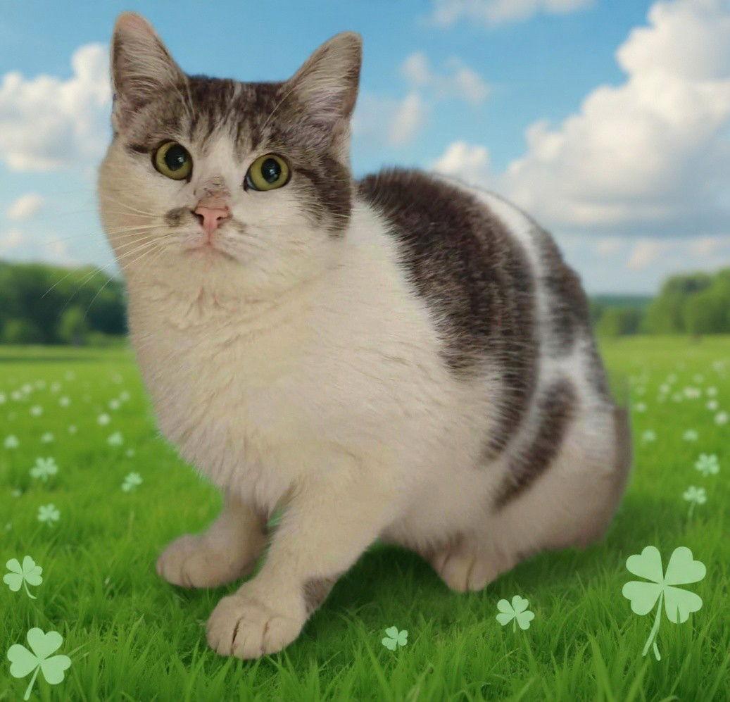 Enlarge Grace 26/102, a Adopted Domestic Short Hair in Talladega, AL image 3/3