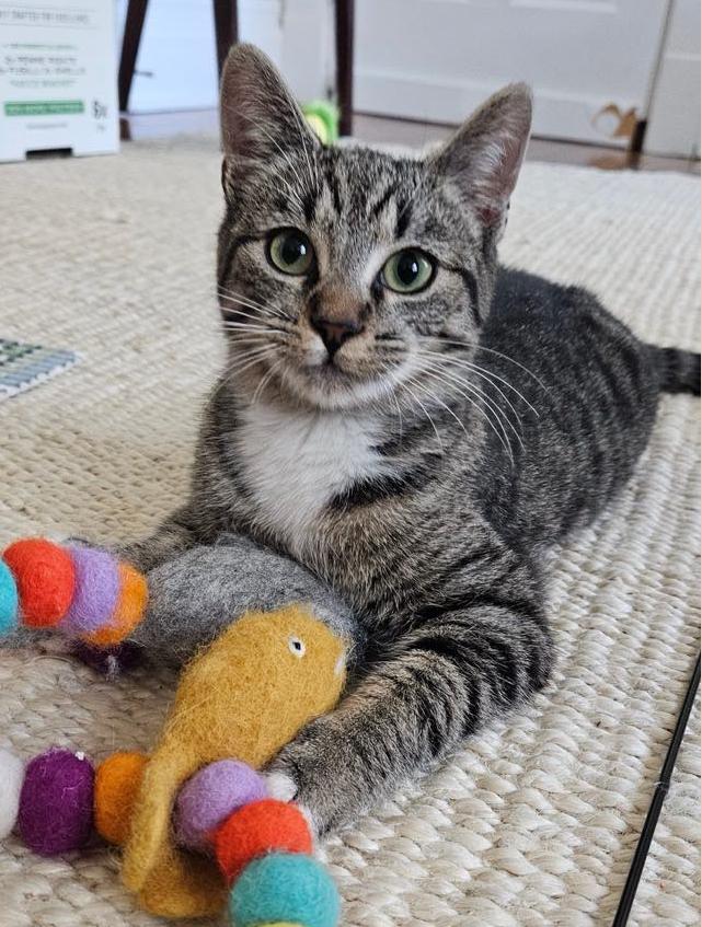 Sweet Rosie Kitten - Adopt Solo or with Jack or into a Household with Another Kitty or 2 Contact d