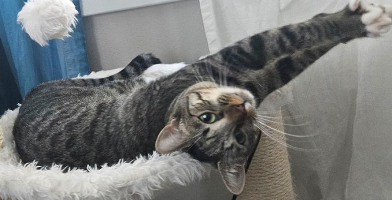 Super Affectionate Sweet Kitten Rosie !, Adoptable, Young Female Tabby.