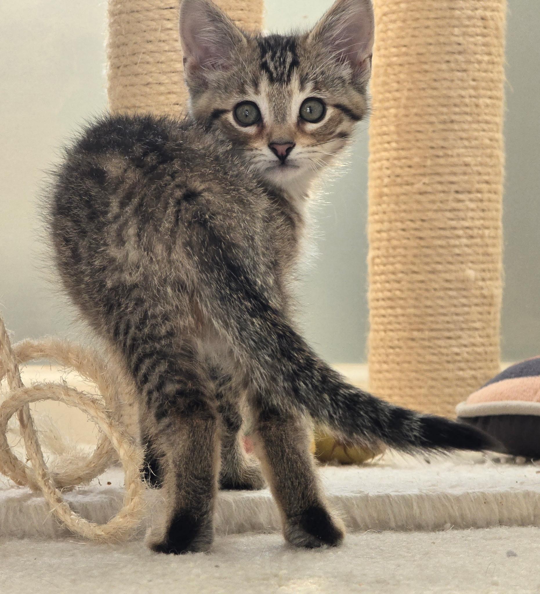 Enlarge Jasper, a ADOPTABLE Tabby in Taylor, MI image 5/5