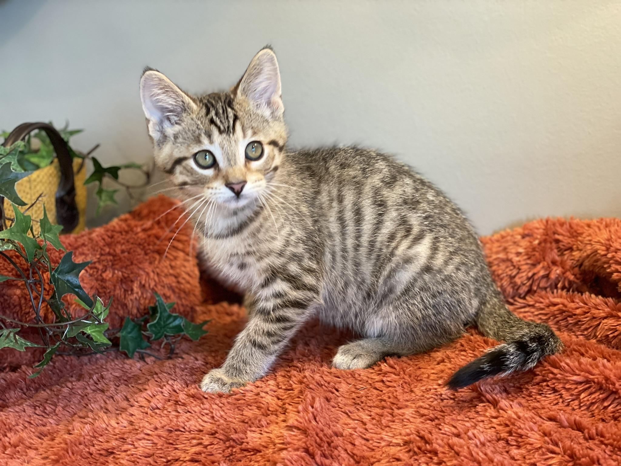 Enlarge Jasper, a ADOPTABLE Tabby in Taylor, MI image 4/5
