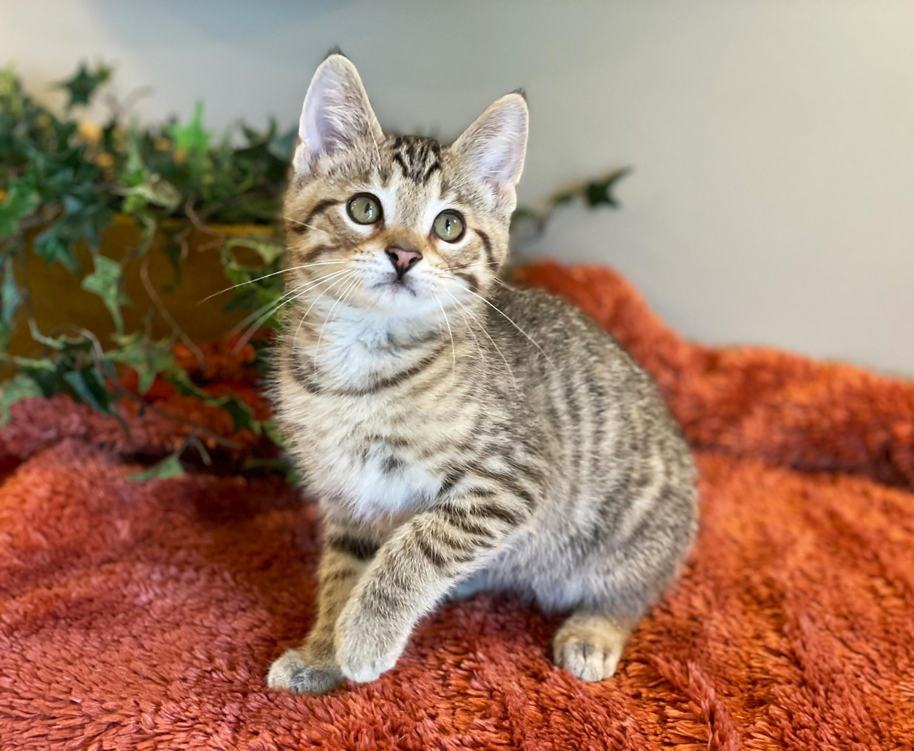 Enlarge Jasper, a ADOPTABLE Tabby in Taylor, MI image 2/5