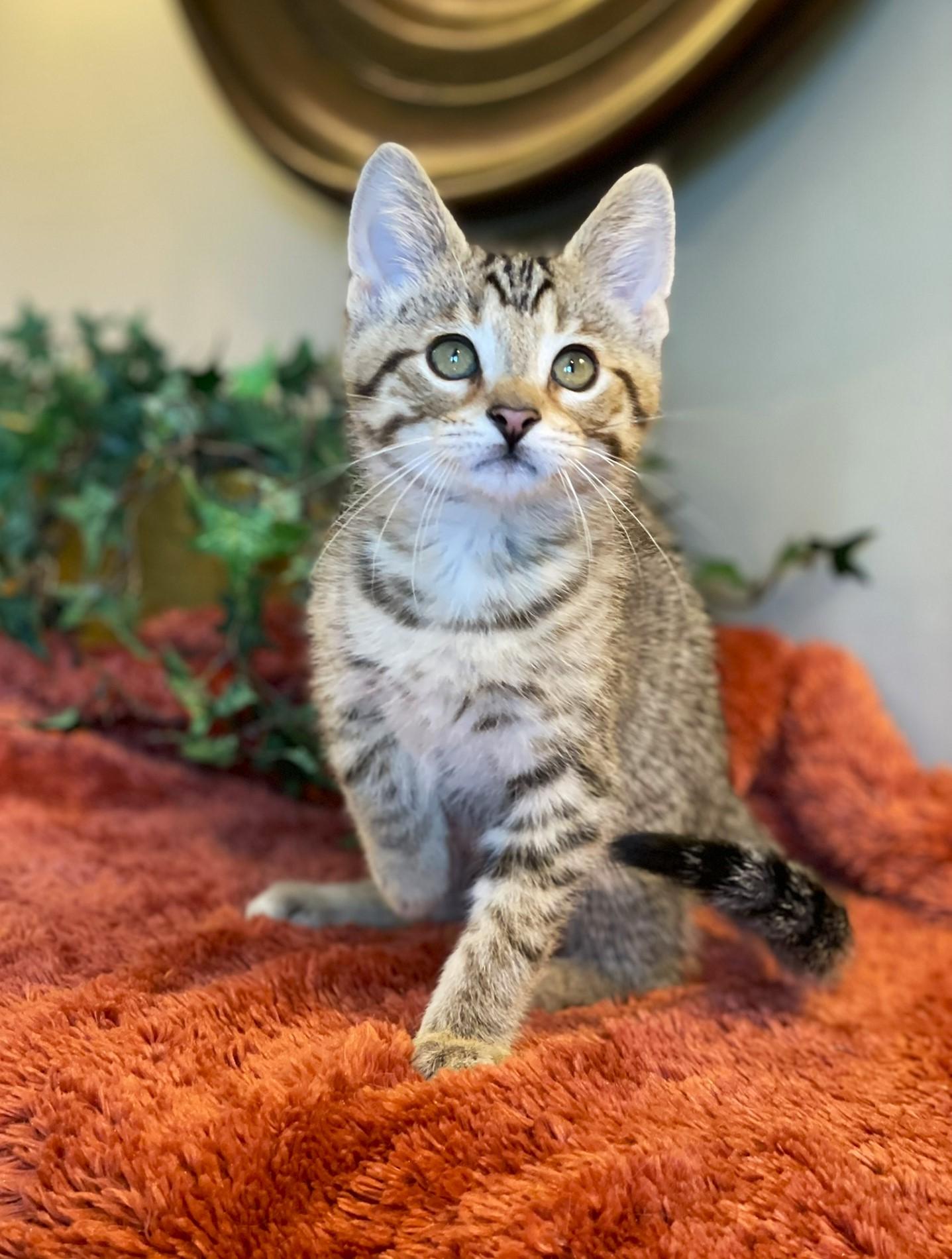 Enlarge Jasper, a ADOPTABLE Tabby in Taylor, MI image 3/5