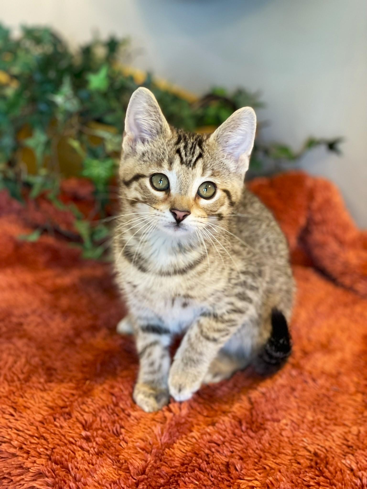 Jasper, ADOPTABLE, Kitten Male Tabby.