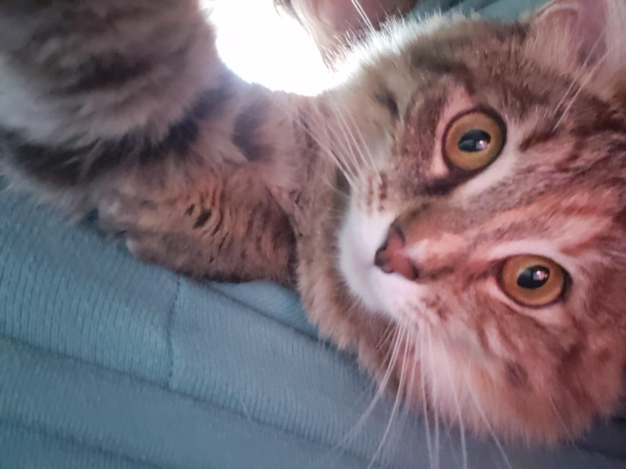 Enlarge Nosey, a Adoptable Tabby in Erwin, TN image 1/6