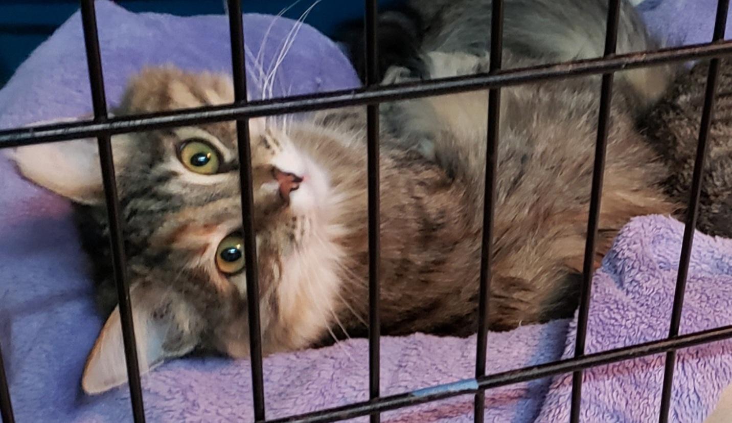 Enlarge Nosey, a Adoptable Tabby in Erwin, TN image 1/5