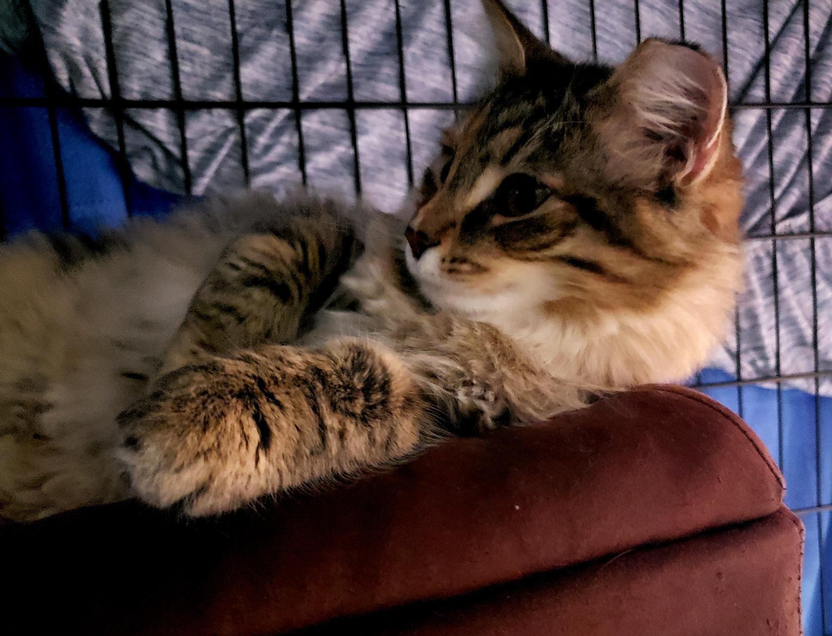 Enlarge Nosey, a Adoptable Tabby in Erwin, TN image 2/5