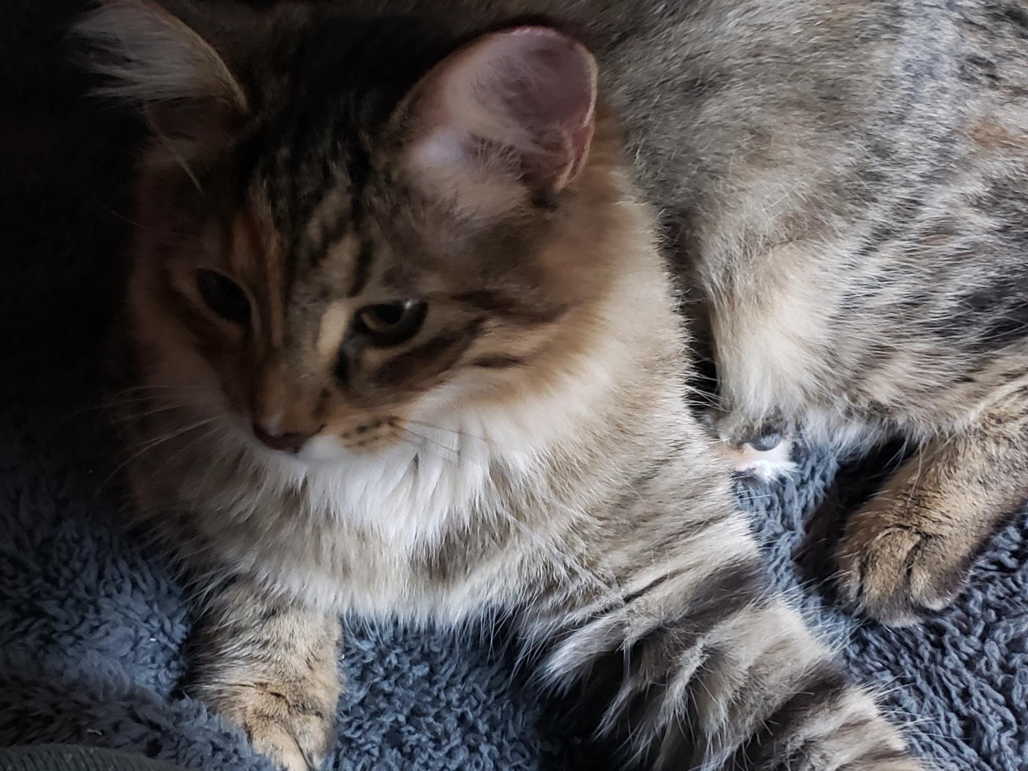 Enlarge Nosey, a Adoptable Tabby in Erwin, TN image 3/5